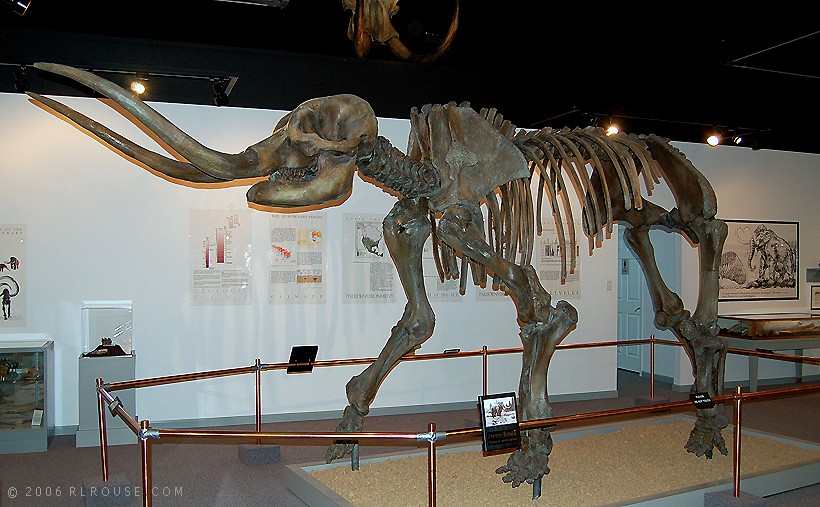 Mastodon Extinct Animals Fossil Pictures