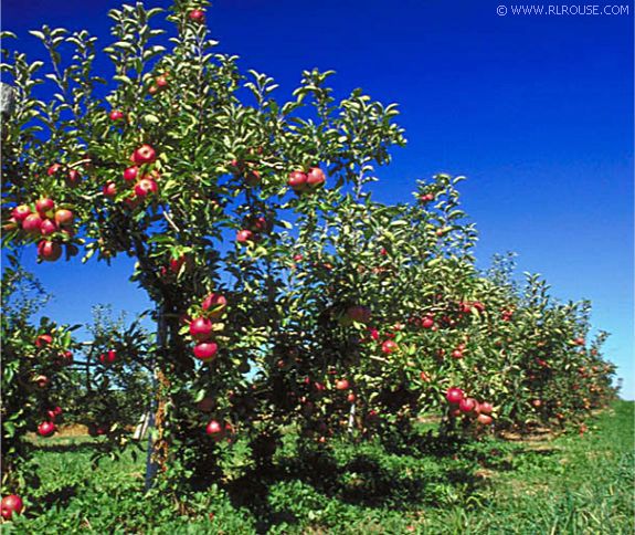 apple tree. Apple trees hanging full with