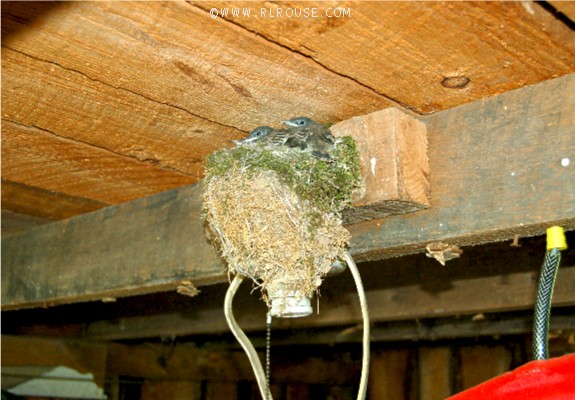 Baby birds on the nest.