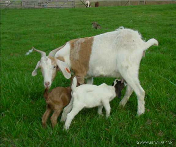 Baby goats