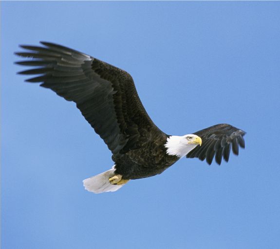 bald eagle pictures