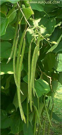 Closeup view of "beans" hanging from mom's "bean tree".