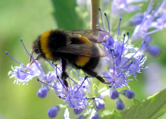 Photo of a bumblebee working on a flower