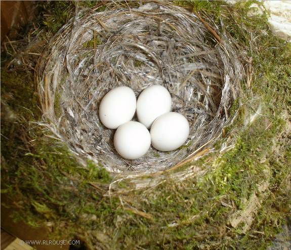 Bird eggs