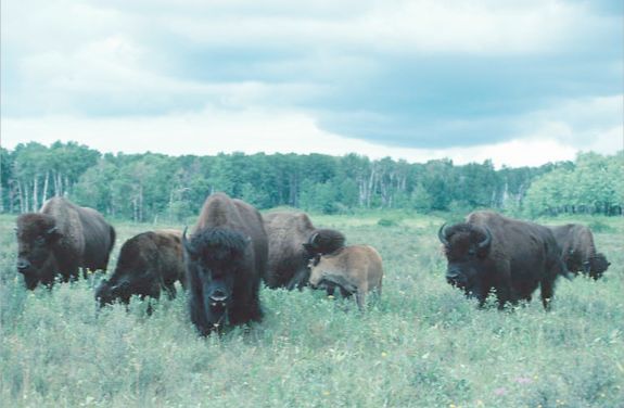 Bison grazing.