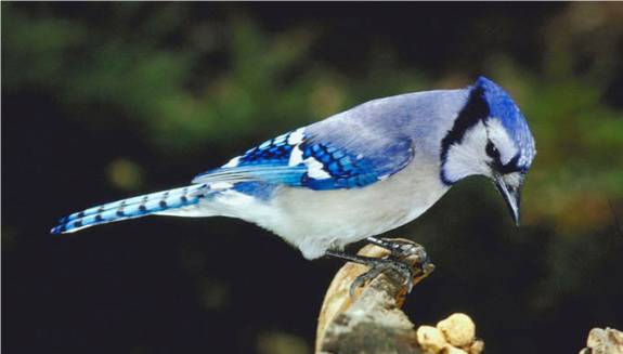 Blue Jay