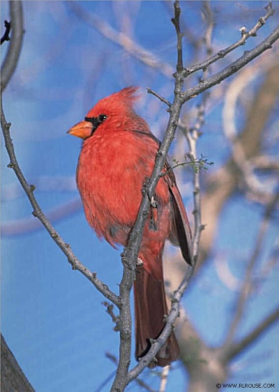 Cardinal