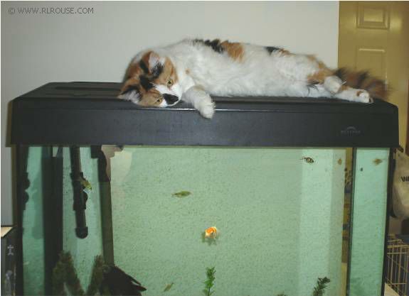 Cat on a fish tank