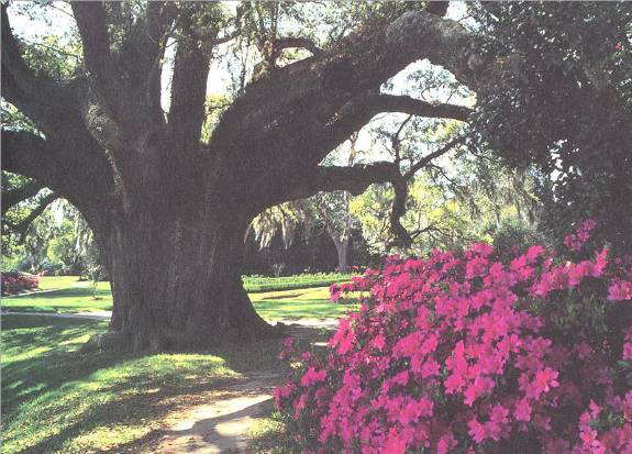 Charleston, SC