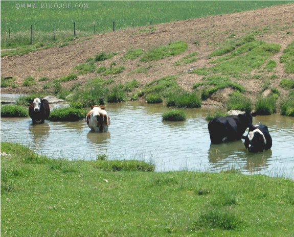 Cows cooling off in the creek.