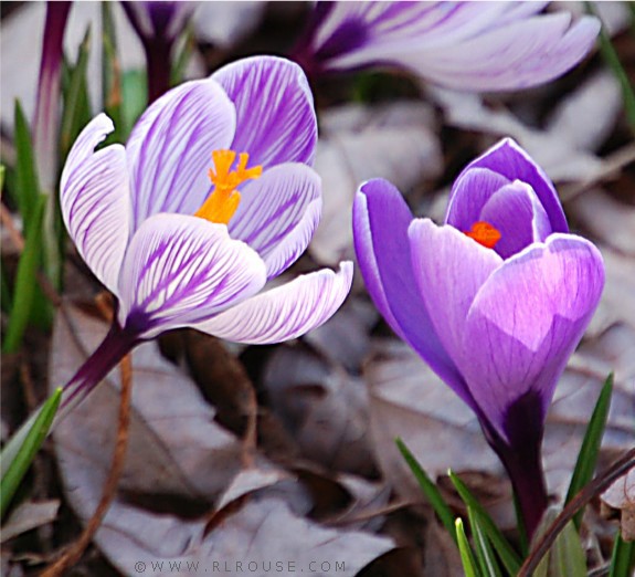 Crocus Blossoms