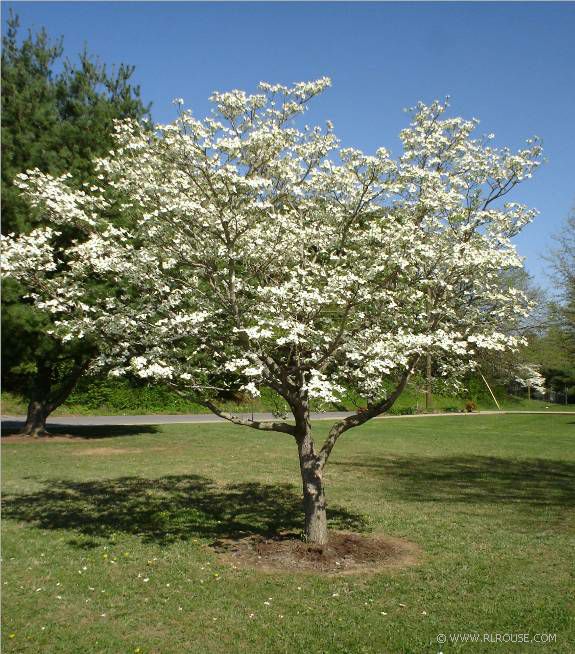 Dogwood+flower+tree