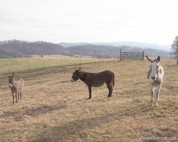 Three donkeys near Jonesborough, TN.