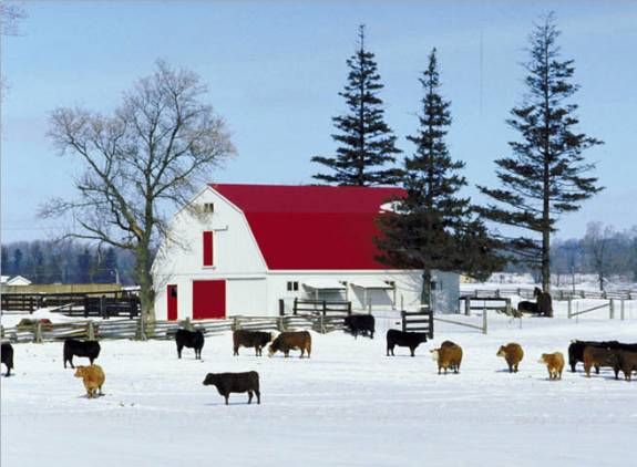 Wintery Farm Scene