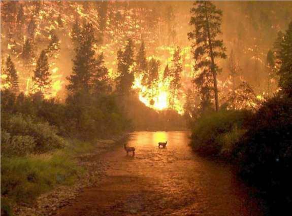 Photo of 2 deer seeking refuge from a forest fire.