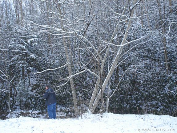 A southwestern Virginia forest in winter.