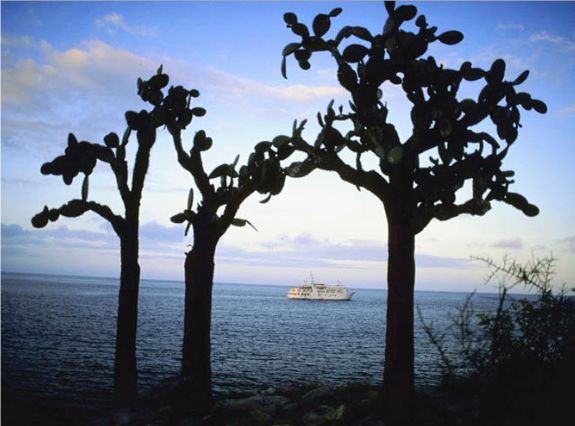 Tree Cacti of the Galapagos Islands