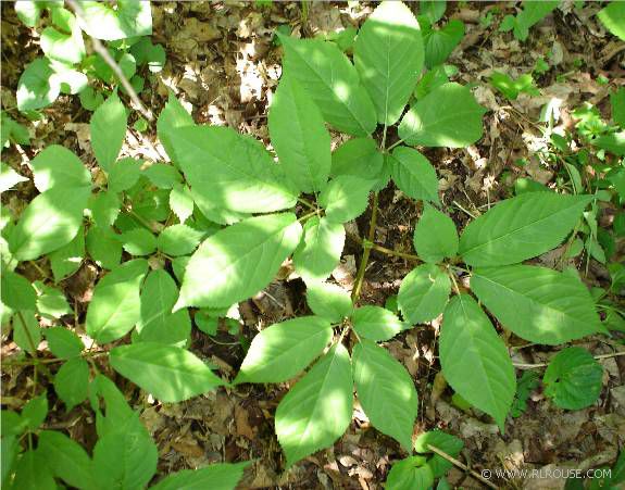 American Ginseng Plants