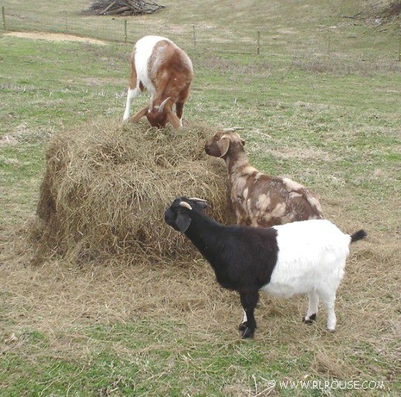 3 Goats and a haystack