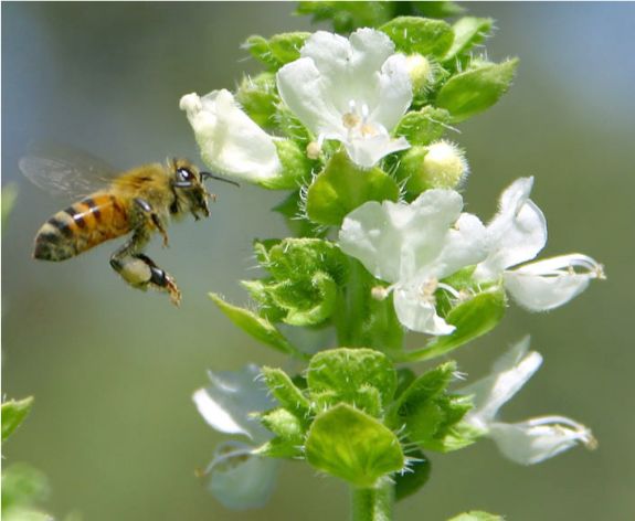 Honeybee In Flight