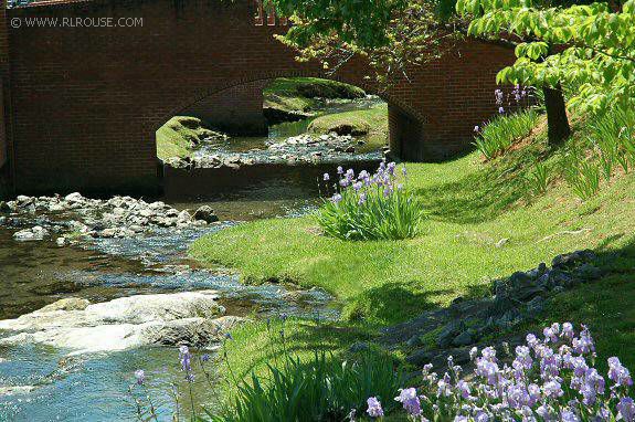 Irises growing beside a stream