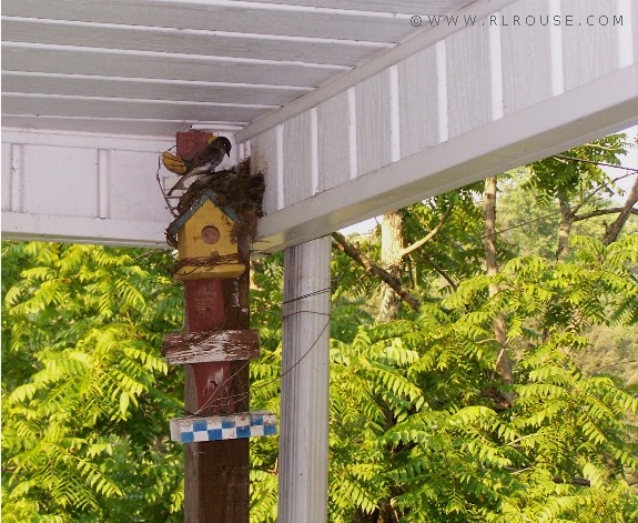 Bird feeding its babies on Uncle Jerry's porch.