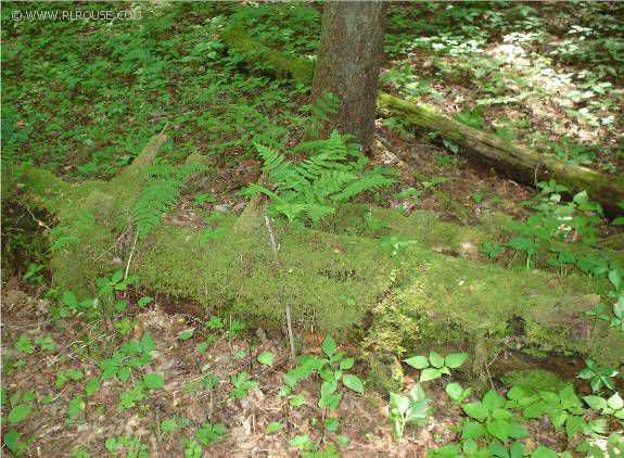 A mossy log in the Cherokee National Forest