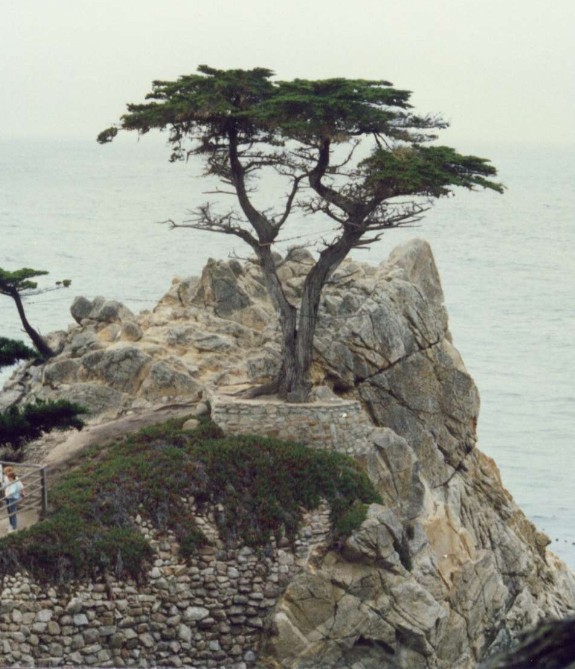The Lone Cyprus Tree, Monterey, Ca.