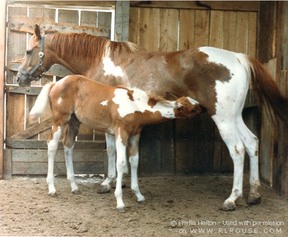 A mare nursing her foal.