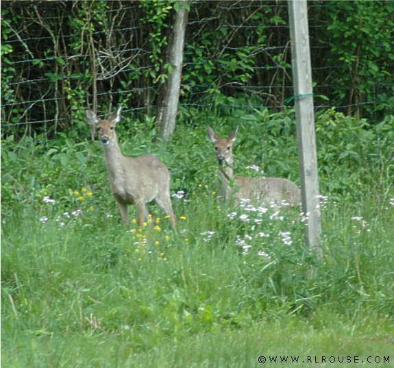Deer grazing in mom's yard.