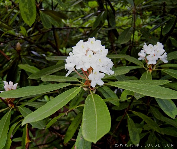 Huge blosoms on a mountain laurel tree.