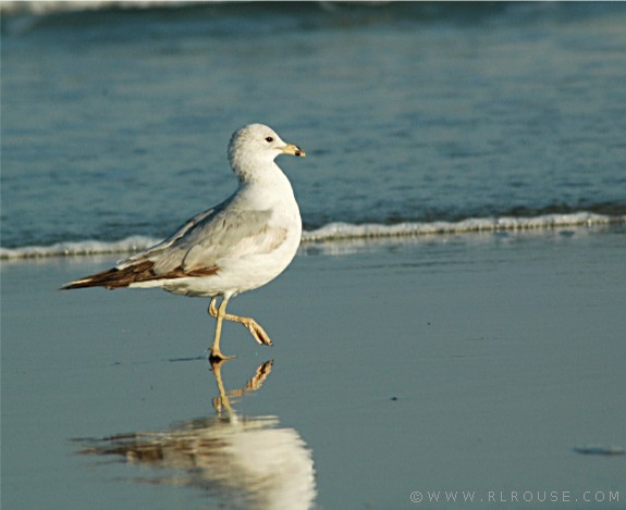 A seagull "marching" down the strand as Myrtle Beach.