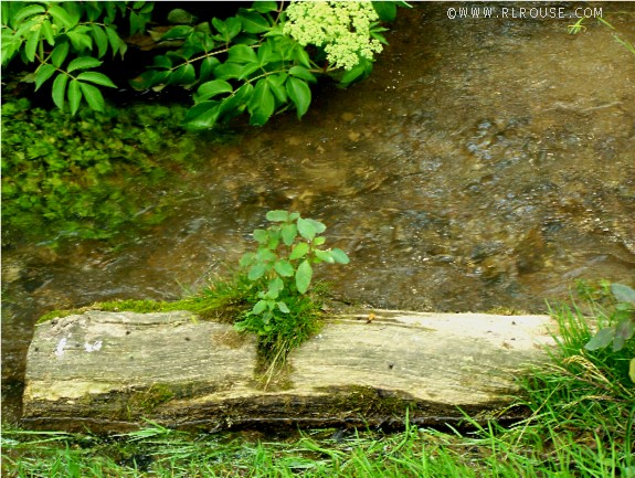 Picture of a plant growing on top of a log.