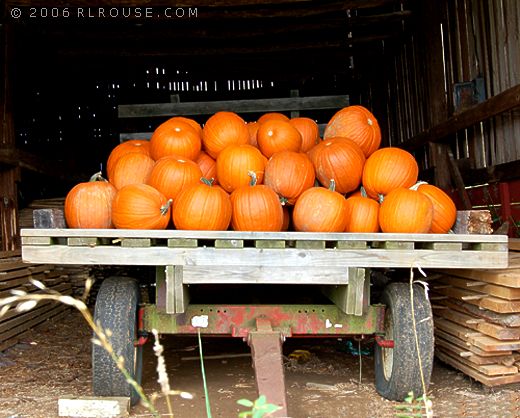 A wagon load of ripe pumpkins.