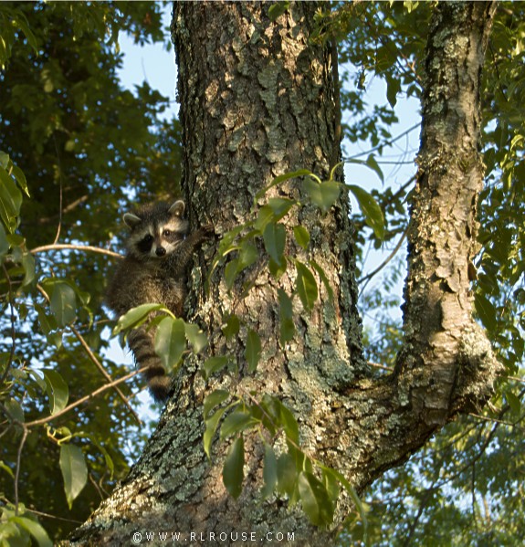 Raccoon up a tree.