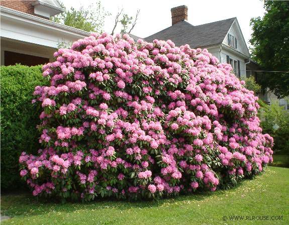 Rhododendrons in Abingdon, Virginia