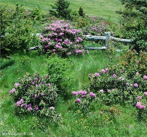 Rhododendrons on Roan Mountain