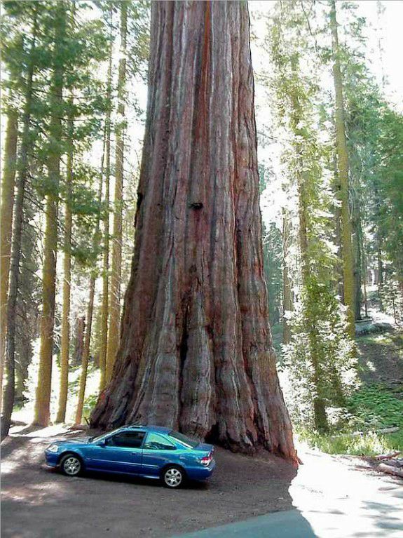 A giant Sequoia tree in Sequoia National Forest.