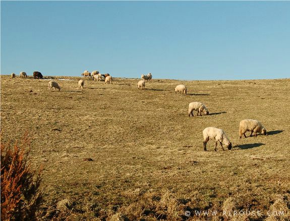 A herd of sheep grazing on a Lodi, Va farm.