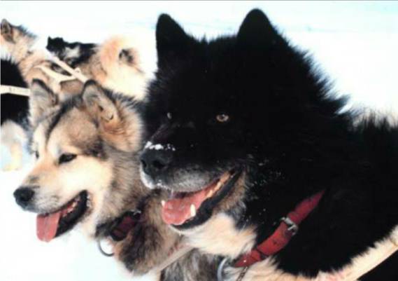 Sled dogs in Antarctica