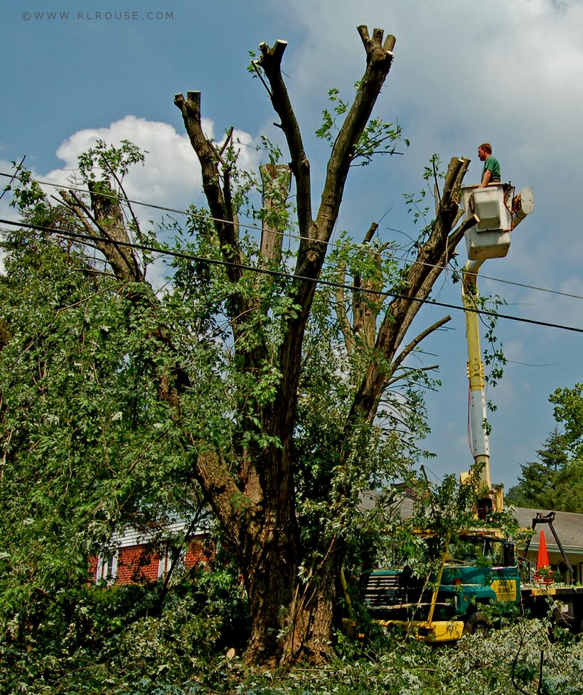 Gregor Tree Service topping our stately maple trees.