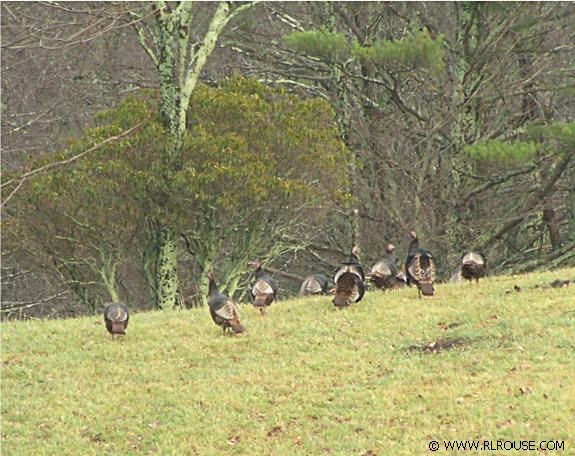 A flock of wild turkeys.