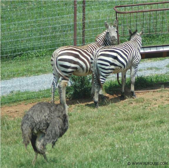 Two Zebras and an Ostrich... in East Tennessee!