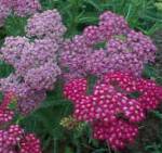 Achillea