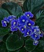 African Violets