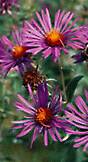 Asters