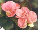 Begonias