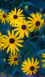 Black Eyed Susans