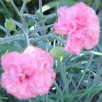 Carnations