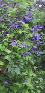 Clematis Flowering Vine